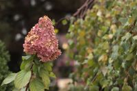 Осень на нашем приходе