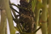 Украшение храма к празднику Сретенья Господня