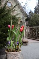 Композиция из луковичных первоцветов