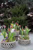 Композиция из луковичных первоцветов