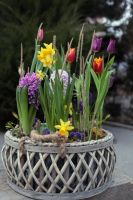 Композиция из луковичных первоцветов