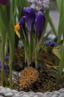 Композиция из луковичных первоцветов