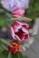 Композиция из луковичных первоцветов