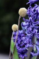 Композиция из луковичных первоцветов