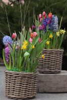 Композиция из луковичных первоцветов