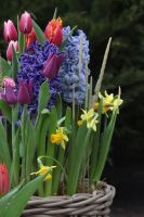 Композиция из луковичных первоцветов