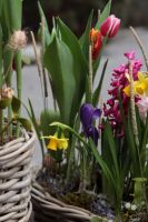 Композиция из луковичных первоцветов