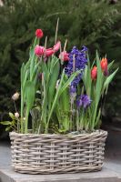 Композиция из луковичных первоцветов