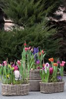 Композиция из луковичных первоцветов