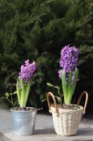 Композиция из луковичных первоцветов