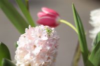 Композиция из луковичных первоцветов