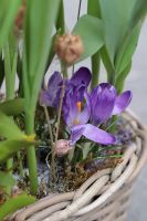 Композиция из луковичных первоцветов