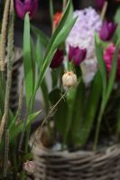 Композиция из луковичных первоцветов