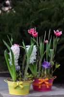 Композиция из луковичных первоцветов