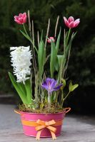 Композиция из луковичных первоцветов