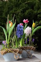 Композиция из луковичных первоцветов