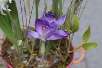 Композиция из луковичных первоцветов