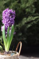 Композиция из луковичных первоцветов