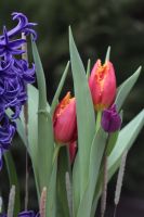 Композиция из луковичных первоцветов