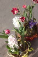 Композиция из луковичных первоцветов