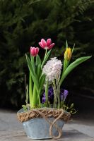 Композиция из луковичных первоцветов