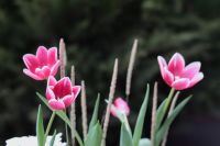 Композиция из луковичных первоцветов