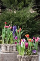 Композиция из луковичных первоцветов