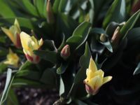 Весна на приходе