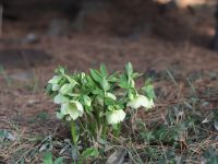 Весна на приходе