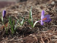 Весна на приходе