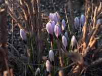 Весна на приходе