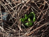 Весна на приходе