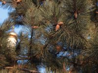 Весна на приходе