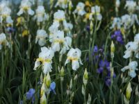 Время ирисов на нашем миксбордере