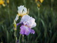 Время ирисов на нашем миксбордере