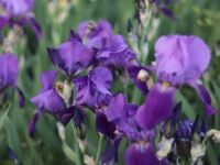 Время ирисов на нашем миксбордере