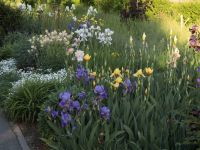 Время ирисов на нашем миксбордере