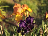 Время ирисов на нашем миксбордере