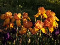 Время ирисов на нашем миксбордере