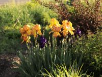 Время ирисов на нашем миксбордере