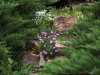 Первые дни лета в нашем саду