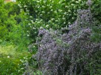 Первые дни лета в нашем саду