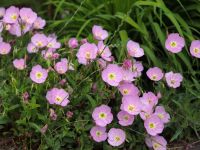 Первые дни лета в нашем саду