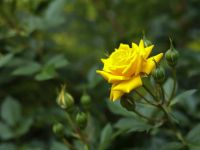 Первые дни лета в нашем саду