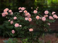 Первые дни лета в нашем саду