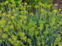 Первые дни лета в нашем саду