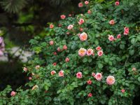 Первые дни лета в нашем саду