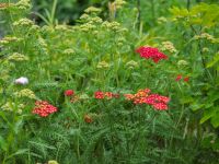 Первые дни лета в нашем саду