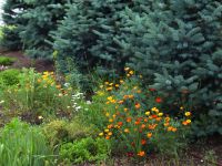 Первые дни лета в нашем саду