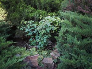 Приглашаем прогуляться по Библейскому саду!